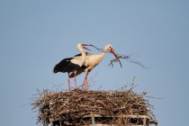 00790-White_Storks