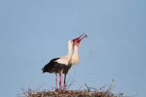 00791-White_Storks_O