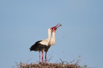 00791-White_Storks_O