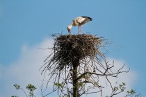 00792-White_Storks