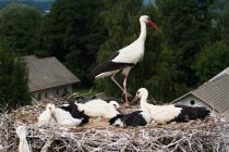 00793-White_Storks