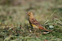 00794-Yellowhammer