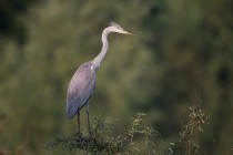 00795-Grey_Heron