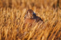 00796-Brown_Hare