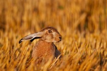 00797-Brown_Hare