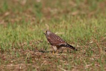 00798-Common_Kestrel_O