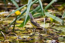 00799-Yellow_Wagtail