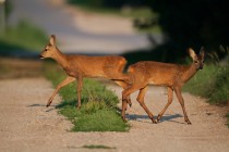 00800-Roe_Deers