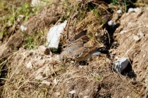 00802-Northern_Wheatear