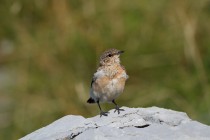 00803-Northern_Wheatear