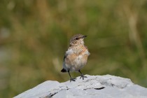 00803-Northern_Wheatear