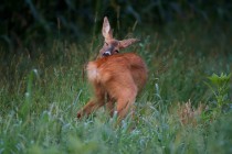 00804-Roe_Deer