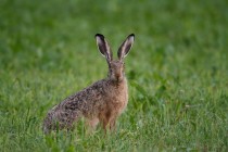 00805-Brown_Hare