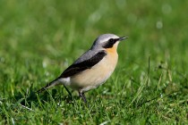 00806-Northern_Wheatear