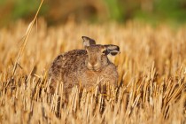 00807-Brown_Hare