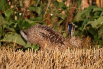 00808-Brown_Hare