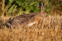 00809-Brown_Hare