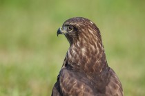 00810-Common_Buzzard