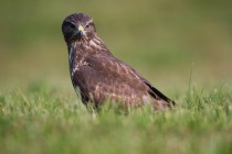 00811-Common_Buzzard