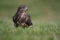 00812-Common_Buzzard