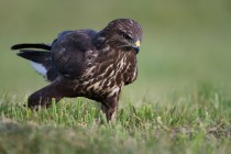 00813-Common_Buzzard