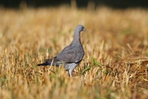 00814-Common_Wood_Pigeon