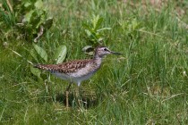 00815-Wood_Sandpiper