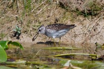 00816-Wood_Sandpiper_O