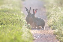 00818-Brown_Hares