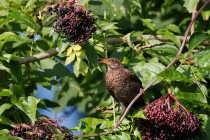 00819-Common_Blackbird