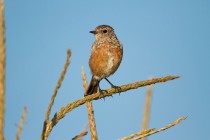 00820-Common_Stonechat