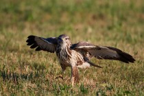 00821-Common_Buzzard