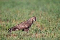 00822-Common_Buzzard