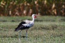 00823-White_Stork