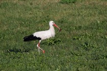 00824-White_Stork