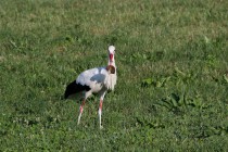 00825-White_Stork_O