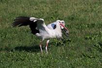 00826-White_Stork_O