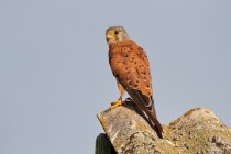 00827-Common_Kestrel_O