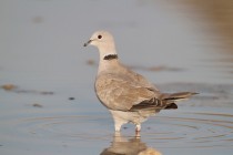 00828-Eurasian_Collared_Dove