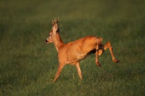 00829-Roe_Deer