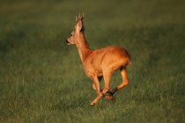 00830-Roe_Deer