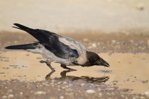 00831-Hooded_Crow