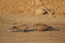 00832-Eurasian_Collared_Dove