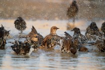 00833-Common_Starling