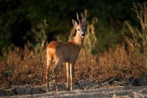 00834-Roe_Deer