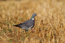 00835-Common_Wood_Pigeon