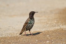 00836-Common_Starling_O