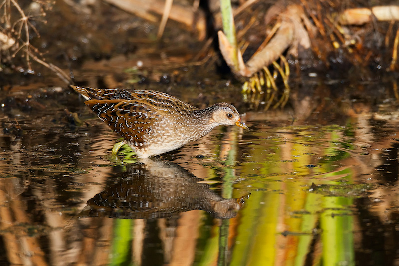 (slovenščina) Spotted Crake