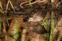 00838-Spotted_Crake