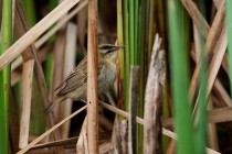 00839-Sedge_Warbler_O